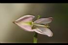 水黃皮-花蕊05.JPG