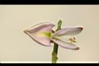 水黃皮-花蕊09.JPG