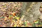 水黃皮-萌枝02.JPG