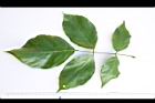 水黃皮-葉正07.JPG