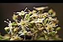 江某-花6.jpg
