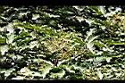 江某-實20.JPG