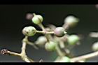 江某-實31.jpg