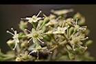 江某-花06.jpg