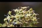 江某-花2.jpg