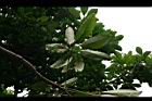 江某-葉01.jpg