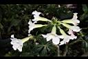 沙漠玫瑰-花00.jpg