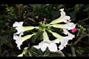 沙漠玫瑰-花02.jpg