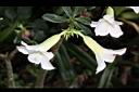沙漠玫瑰-花06.jpg