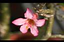 沙漠玫瑰-花09.jpg