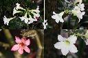 沙漠玫瑰-花1.jpg