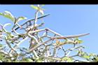 沙漠玫瑰-實06.JPG