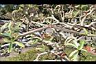 沙漠玫瑰-實08.JPG