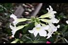 沙漠玫瑰-花03.jpg