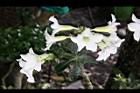 沙漠玫瑰-花04.jpg
