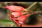 沙漠玫瑰-花07.jpg