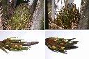 油椰子-雌花1.jpg