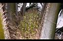 油椰子-雌花序05.JPG