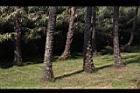 油椰子-莖05.JPG