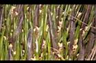 油椰子-雌花序09.JPG