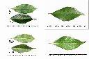 油葉柯-葉1.jpg