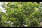 油葉柯-花02.jpg