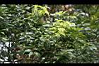 油葉柯-花06.jpg