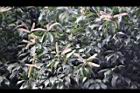 油葉柯-花10.jpg