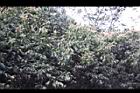 油葉柯-花11.jpg