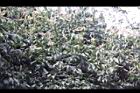 油葉柯-花13.jpg