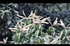 油葉柯-花15.jpg
