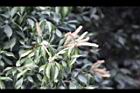 油葉柯-花16.jpg
