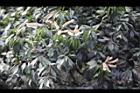 油葉柯-花19.jpg