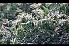 油葉柯-花20.jpg