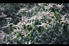 油葉柯-花23.jpg