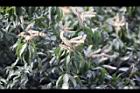 油葉柯-花24.jpg