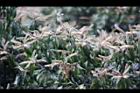 油葉柯-花26.jpg