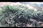 油葉柯-花27.jpg