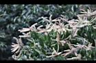 油葉柯-花30.jpg
