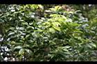 油葉柯-葉04.jpg