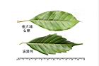 油葉柯-葉20.JPG