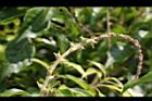 油葉柯-雌花序01.JPG