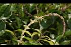 油葉柯-雌花序03.JPG