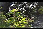 油葉柯-雌雄花00.JPG