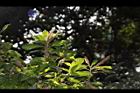 油葉柯-雌雄花01.JPG