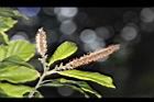 油葉柯-雌雄花03.JPG