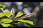 油葉柯-雌雄花05.JPG