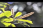油葉柯-雌雄花07.JPG