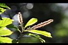 油葉柯-雌雄花09.JPG
