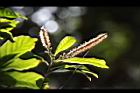 油葉柯-雌雄花11.JPG